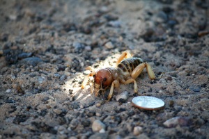 Scary bug we saw in Arizona